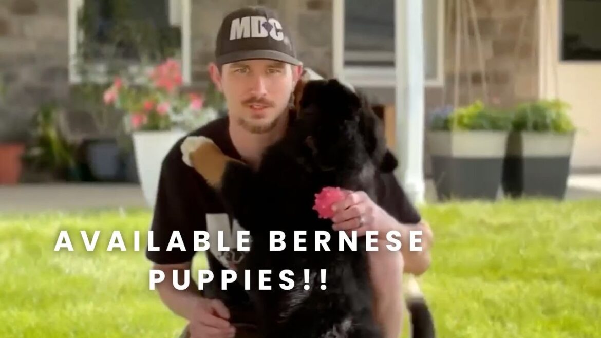 Our Available Bernese Mountain Dog Puppies Here at Mountain Dog Companion Our Available Bernese Mountain Dog Puppies Here at Mountain Dog Companion