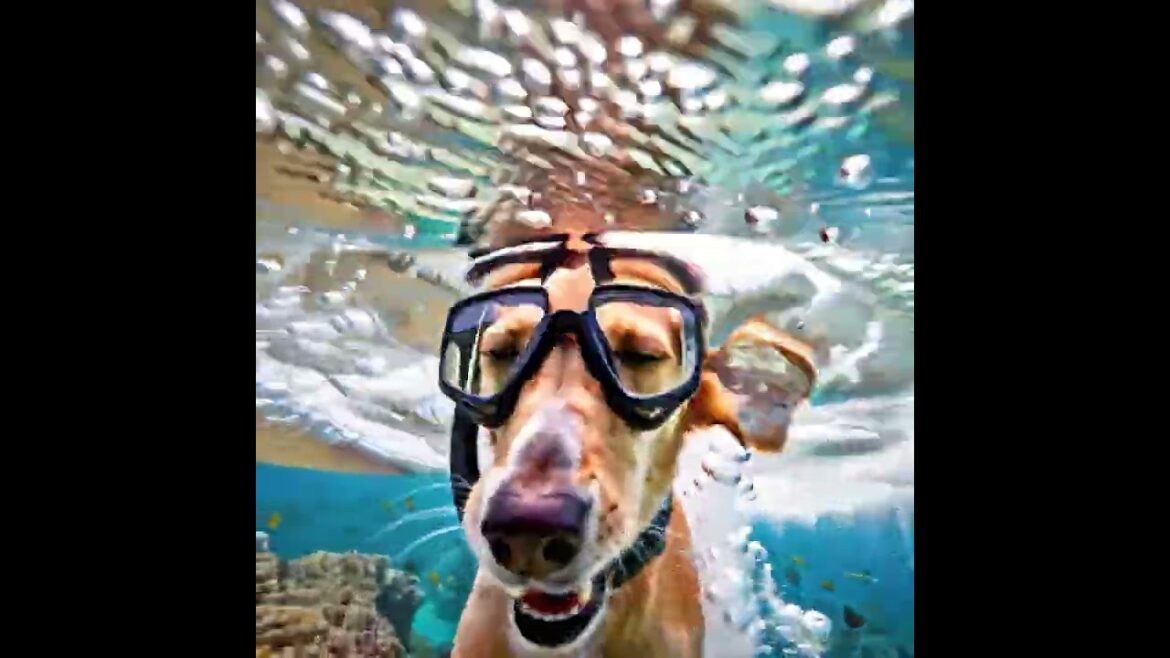 Daffyd Solo Diving 1 #doglife #adventuresport #cute #scubadiving #puppy Daffyd Solo Diving 1 #doglife #adventuresport #cute #scubadiving #puppy