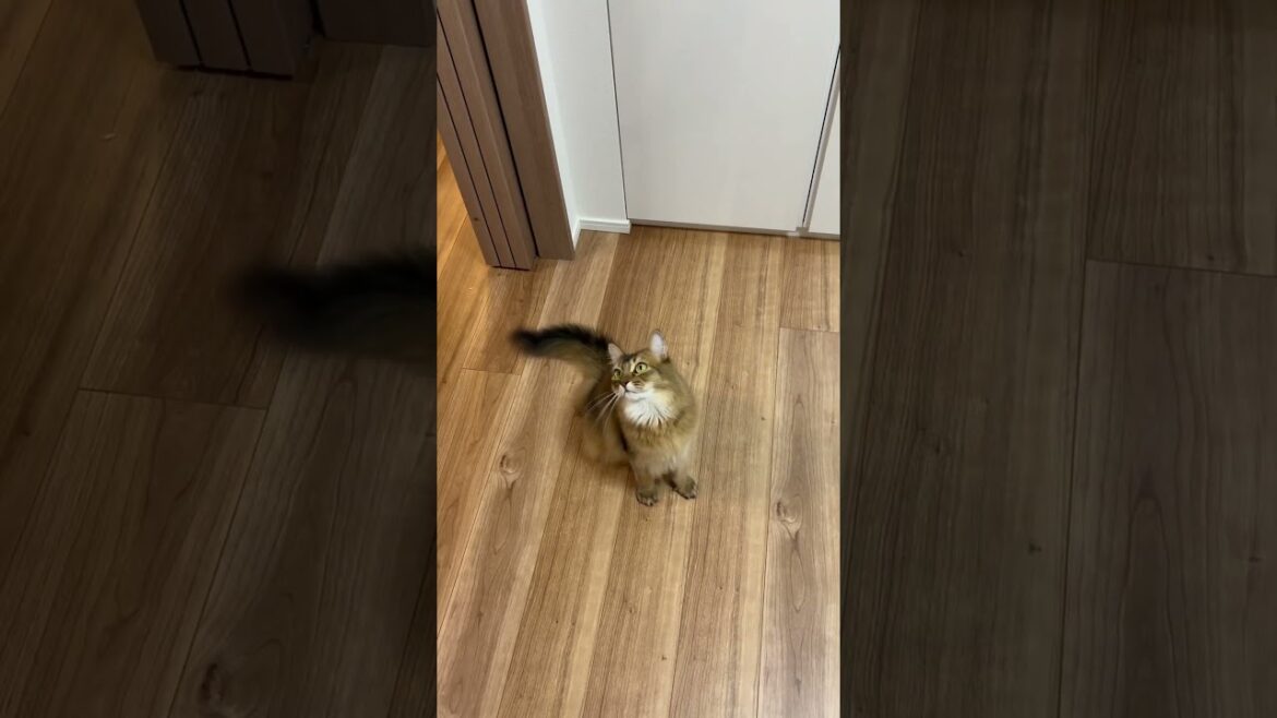 リズミカルに首を振る猫 #ソマリ #ねこのいる暮らし