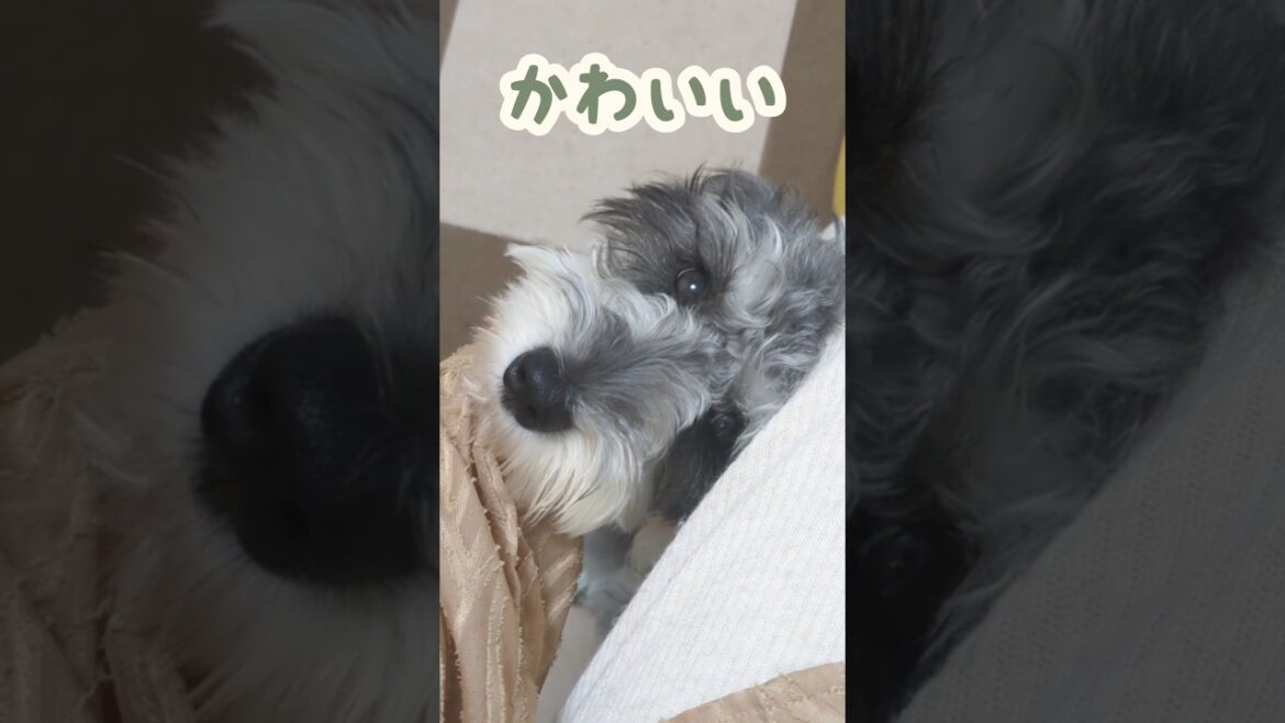 膝裏からミニシュナが生えてきた #miniatureschnauzer #schnauzer #dog #ミニチュアシュナウザー #シュナウザー #犬のいる暮らし