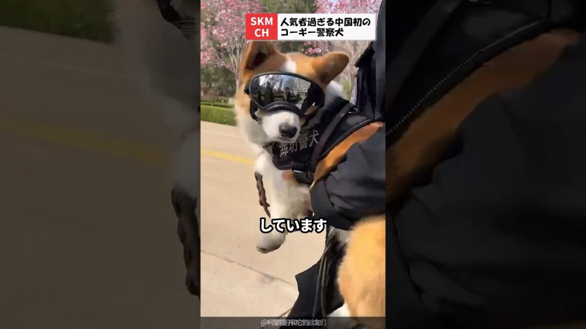 人気者過ぎる中国初のコーギーの警察犬