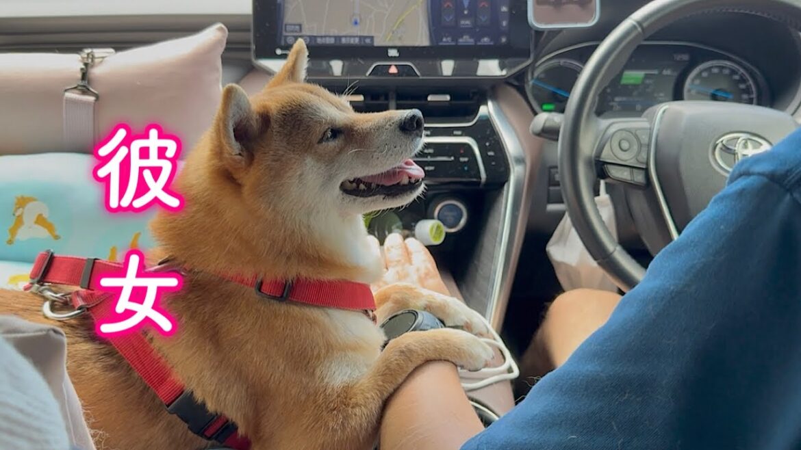 助手席から彼女のような眼差しでパパを見つめ愛を伝える柴犬が可愛い