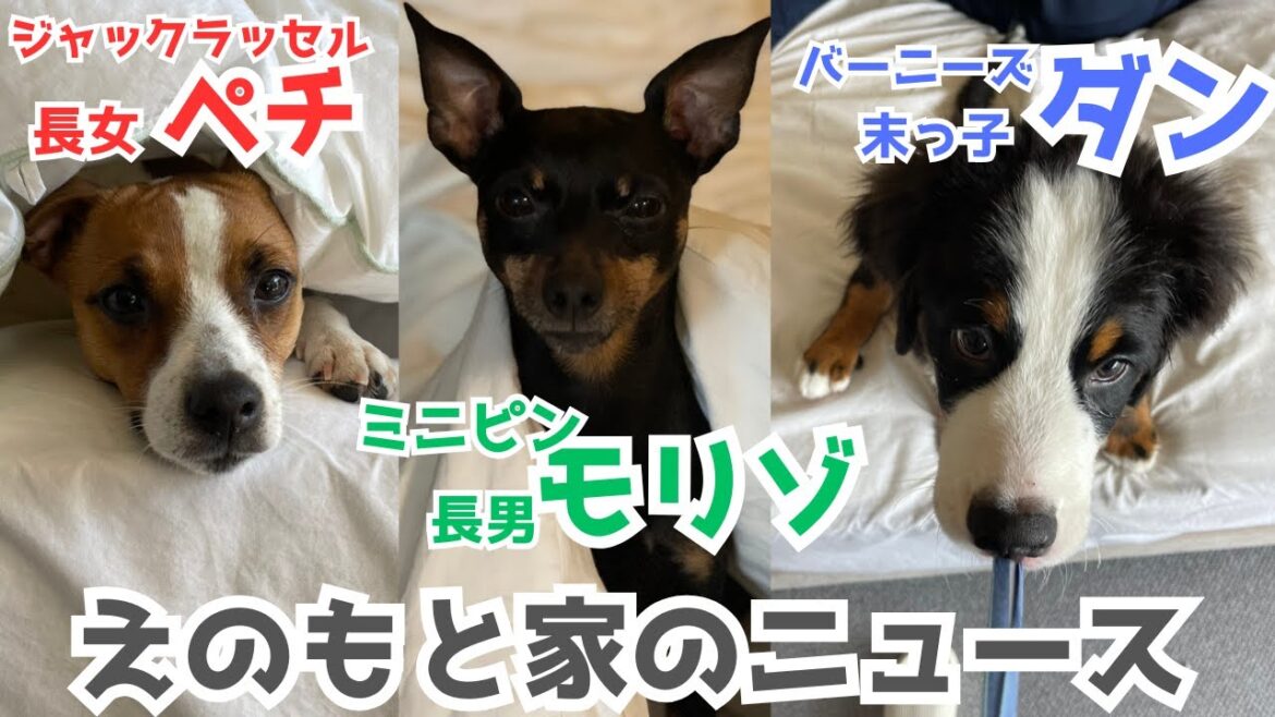 【多頭飼い！3匹目】バーニーズマウンテンドッグがえのもと家にやってきた！ミニピン・ジャックラッセルの反応は！？えのもと家の直近ニュース！