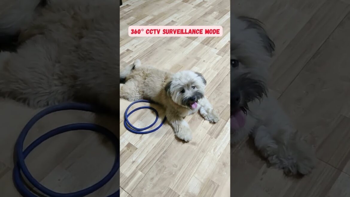 A fluffy face that's camera-ready 24/7 🐶📹 #cameraready #cutepuppy #lhasaapsopuppy