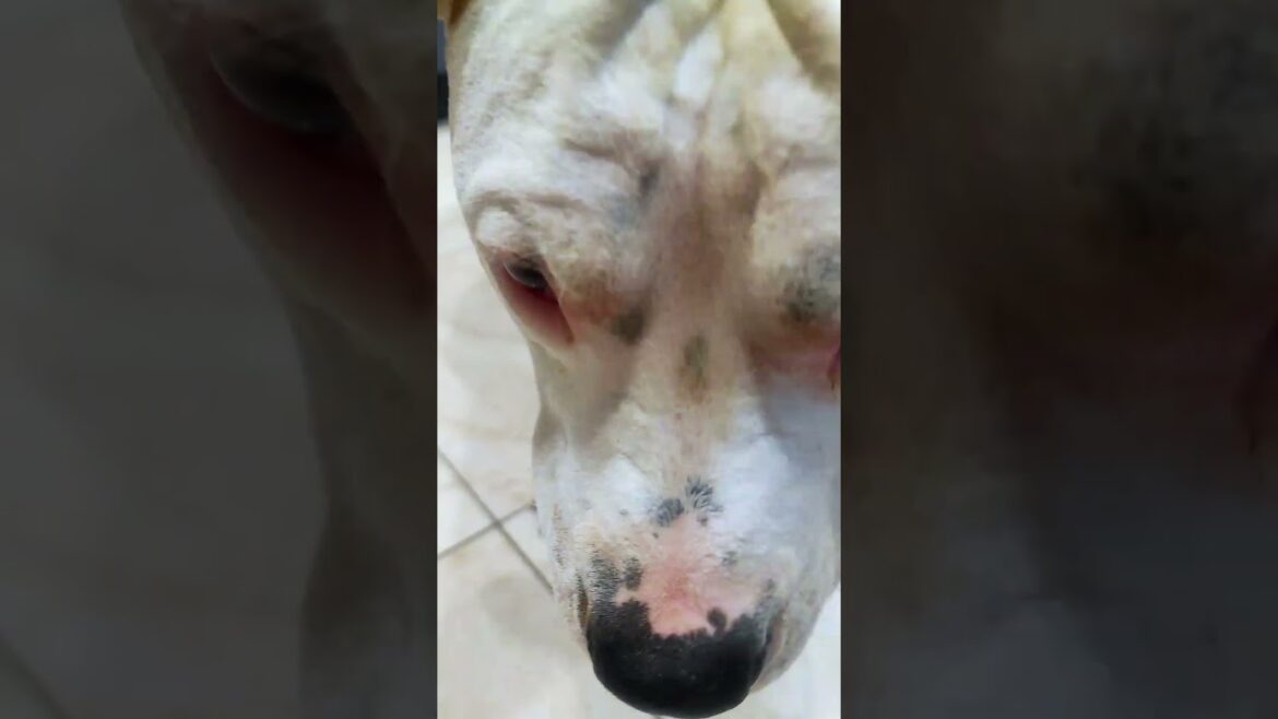 Patience  #amstaff #marsy #respect #dog #puppy #americanstaffordshireterrier #pets #cute #staffy Patience  #amstaff #marsy #respect #dog #puppy #americanstaffordshireterrier #pets #cute #staffy