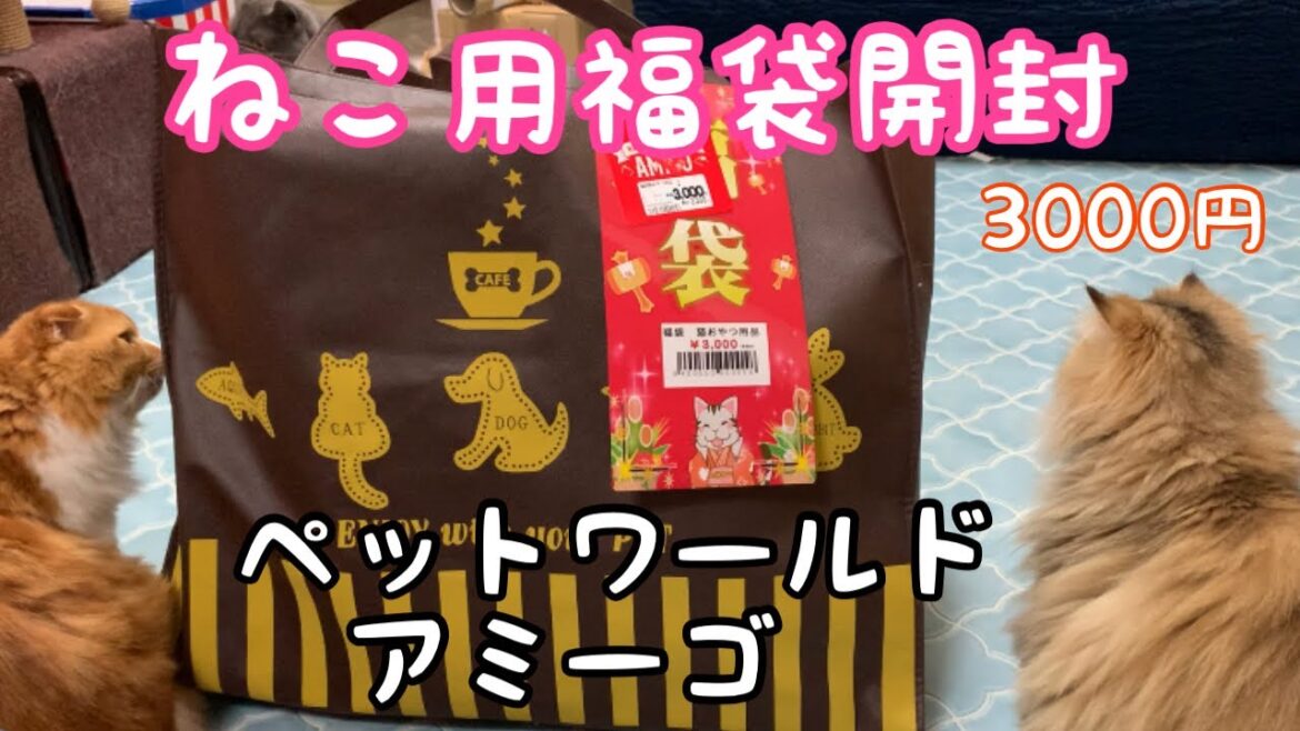 【アミーゴ】2021猫用福袋3000円開封！【ブリティッシュショートヘア、スコティッシュフォールド、ペルシャ】2021 Lucky bag for cats opened!
