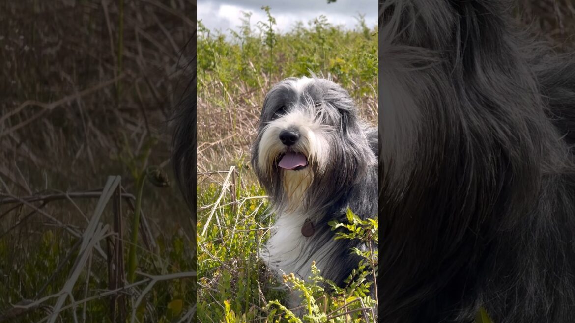 A walk in the sunshine! #dog #beardedcollie #dogwalk #doglife #countryside #shorts