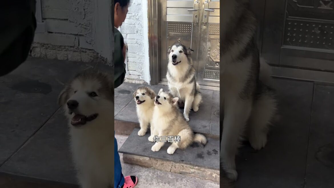 小狗掌握了一门语言后~#animals#阿拉斯加#萌宠#animals#宠物#动物 小狗掌握了一门语言后~#animals#阿拉斯加#萌宠#animals#宠物#动物