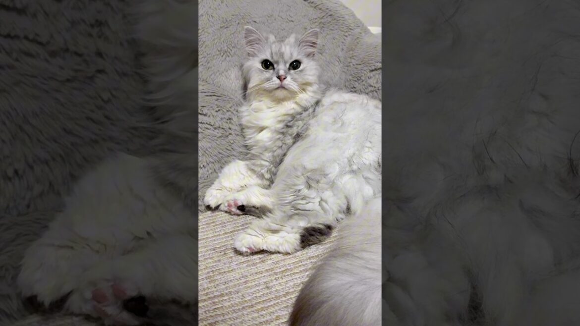 【アテレコ】背もたれ占領してくる猫🐱#ペルシャ#スコティッシュフォールド #かわいい