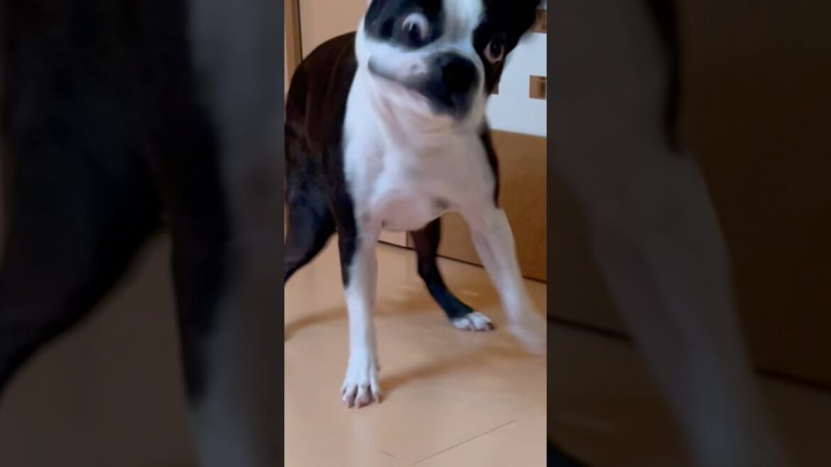 床滑る問題解決したよ　#ボストンテリア