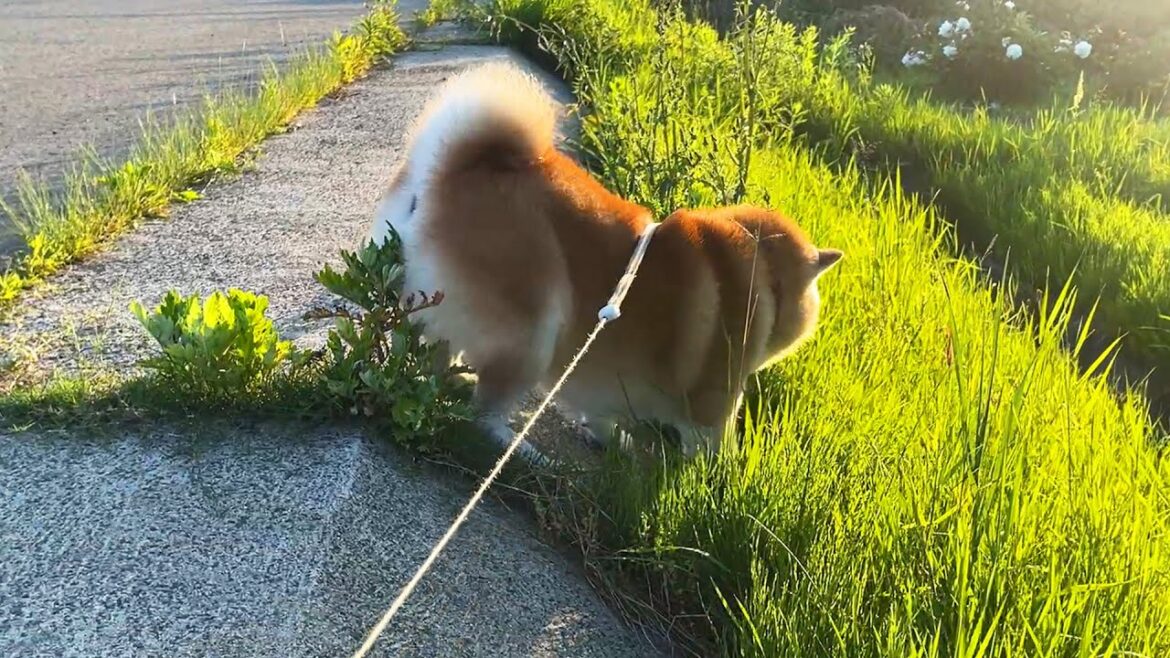 ぎりぎりを攻める柴犬