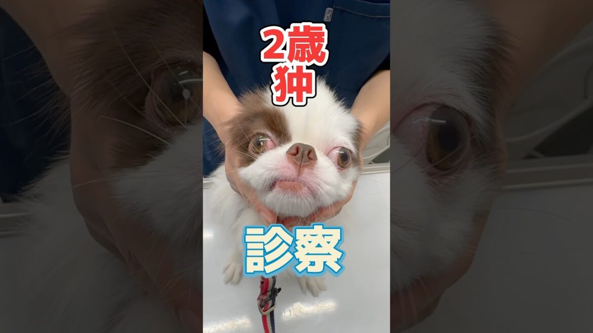 ボール遊びをしていたら目にボールが当たってしまった2歳の狆が動物病院にやって来た！