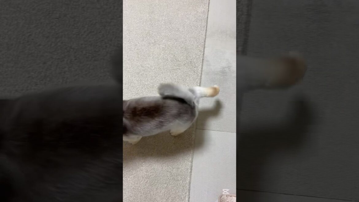 6/ 3    ケリケリお祓いポメラニアン           shorts