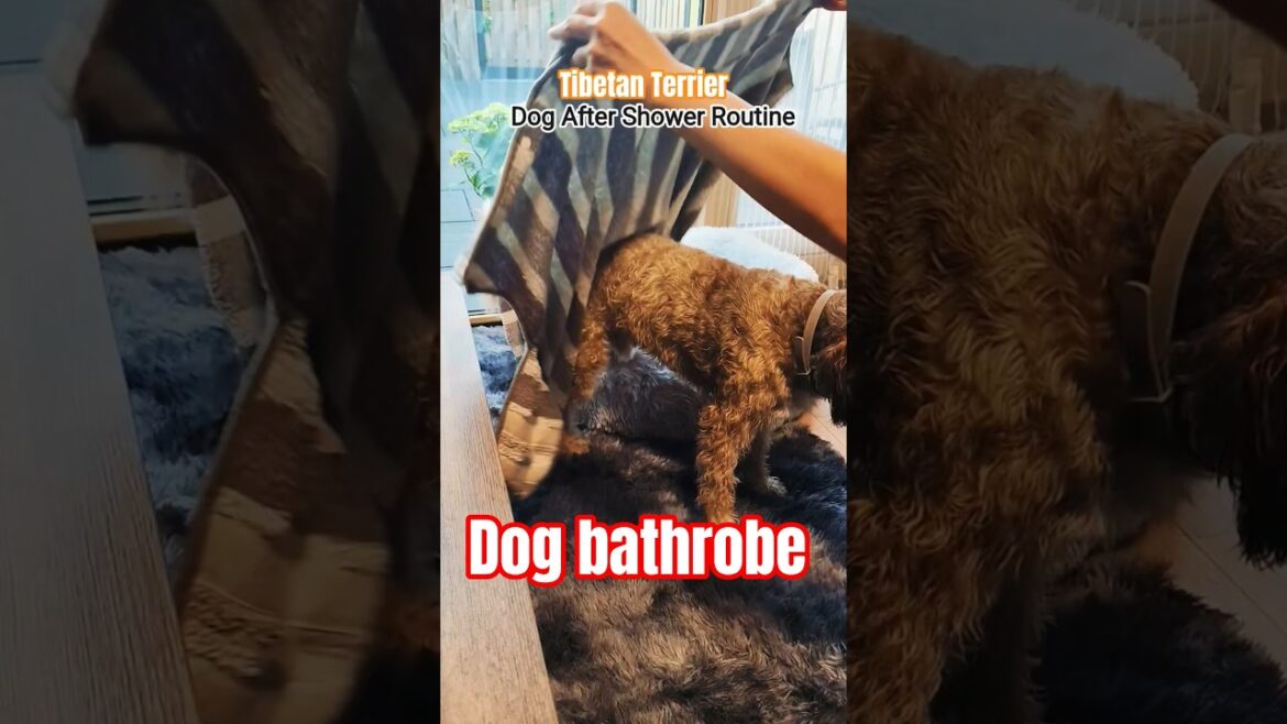 Tibetan terrier with bathrobe after shower #tibetanterrier #dog #dogbath #temu #review #dogfun