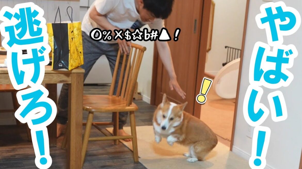 仕事疲れでおかしくなった父から逃げるコーギー犬
