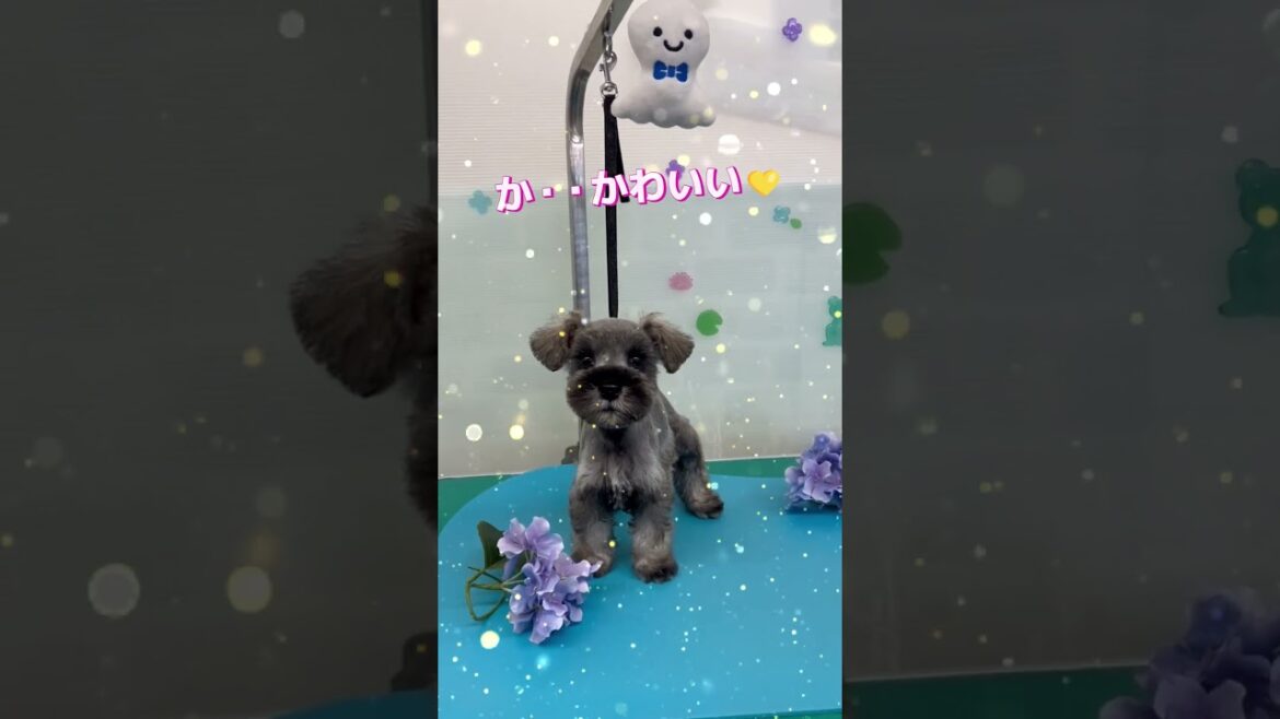 シュナウザーカット