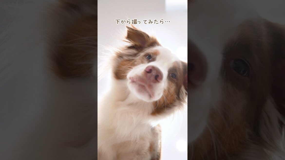 下から見たら重力に負けて別の犬になっちゃいました😂💦【オーストラリアンシェパード・ボーダーコリー】#shorts 下から見たら重力に負けて別の犬になっちゃいました😂💦【オーストラリアンシェパード・ボーダーコリー】#shorts