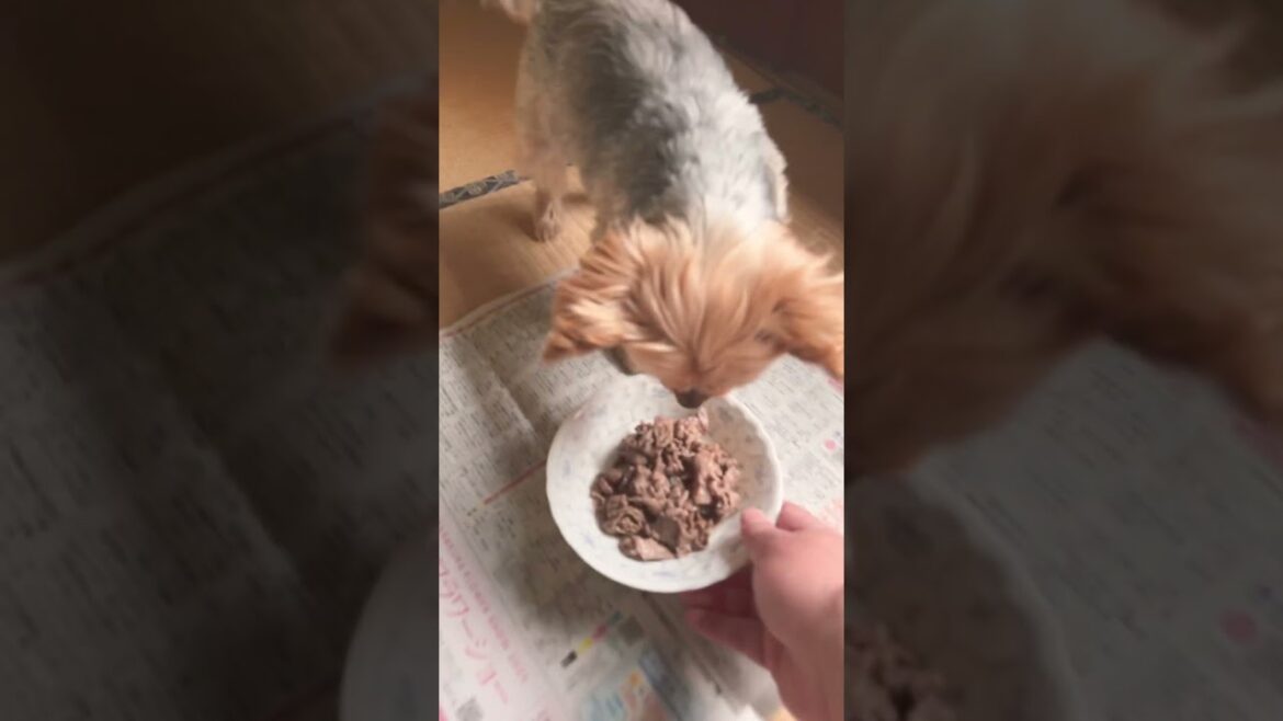 お肉にテンションが上がるヨーキー￼#ヨークシャーテリア