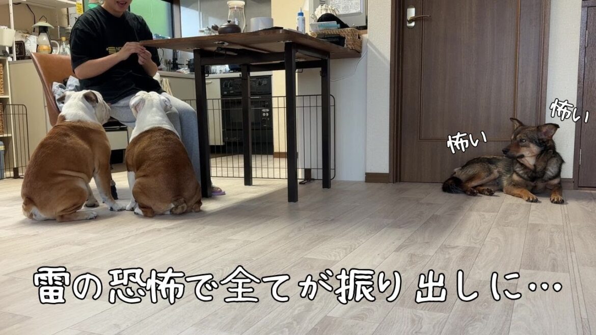 落雷の恐怖、、、保護犬がおびえて3日間も動く事が出来なくなりました、、、。