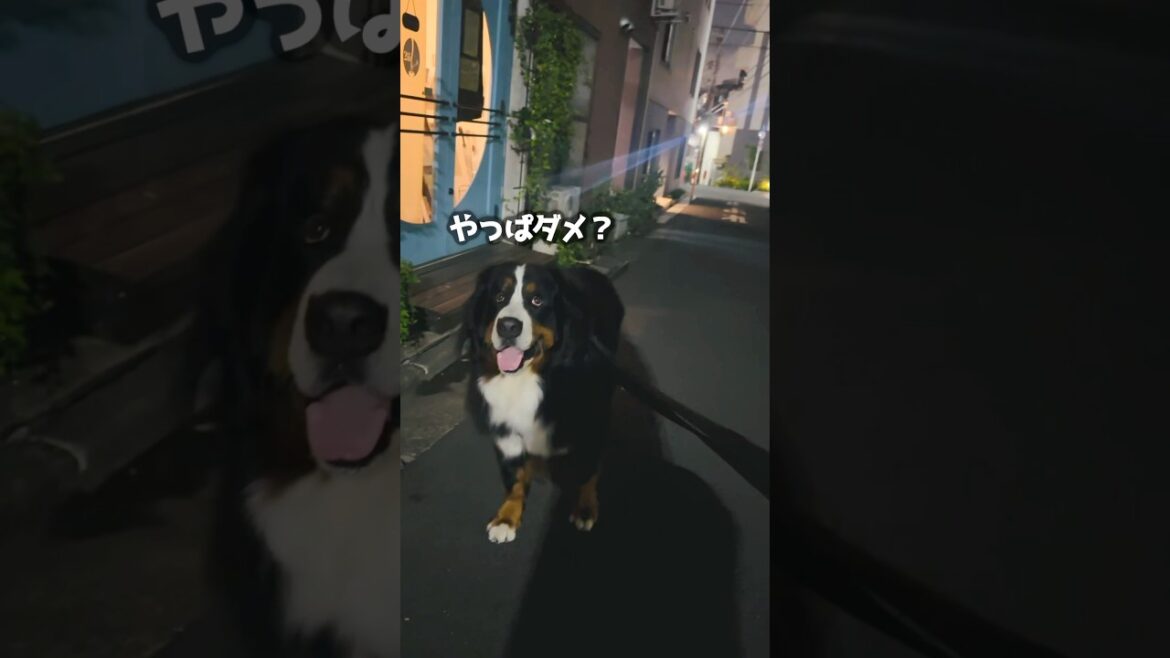 帰りたい飼い主 VS カフェに入りたいバーニーズ🐾