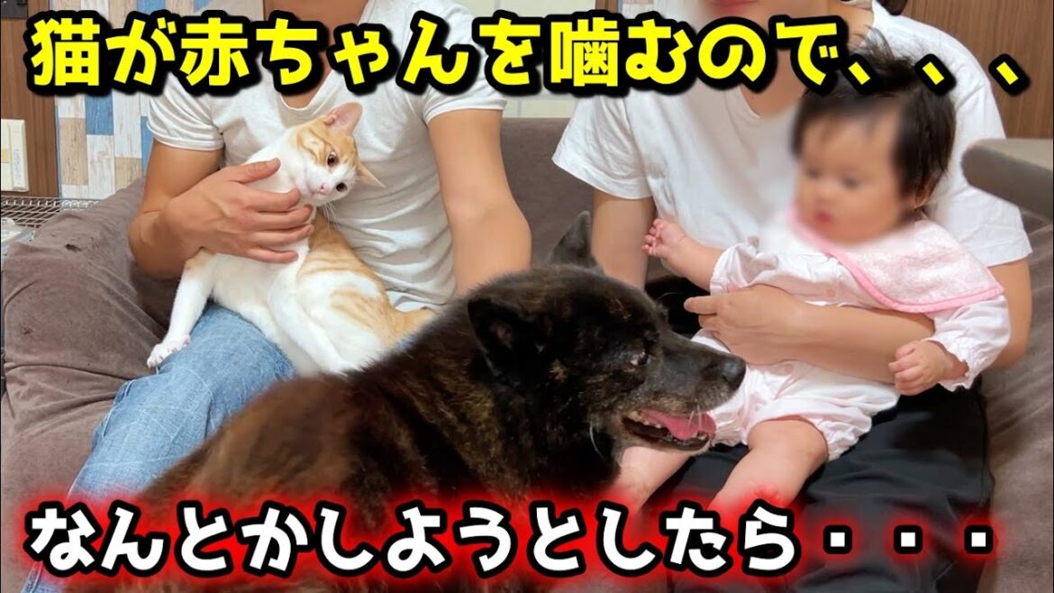 誰か、助けてください・・・【赤ちゃんを噛む猫の対策法】【甲斐犬一休】