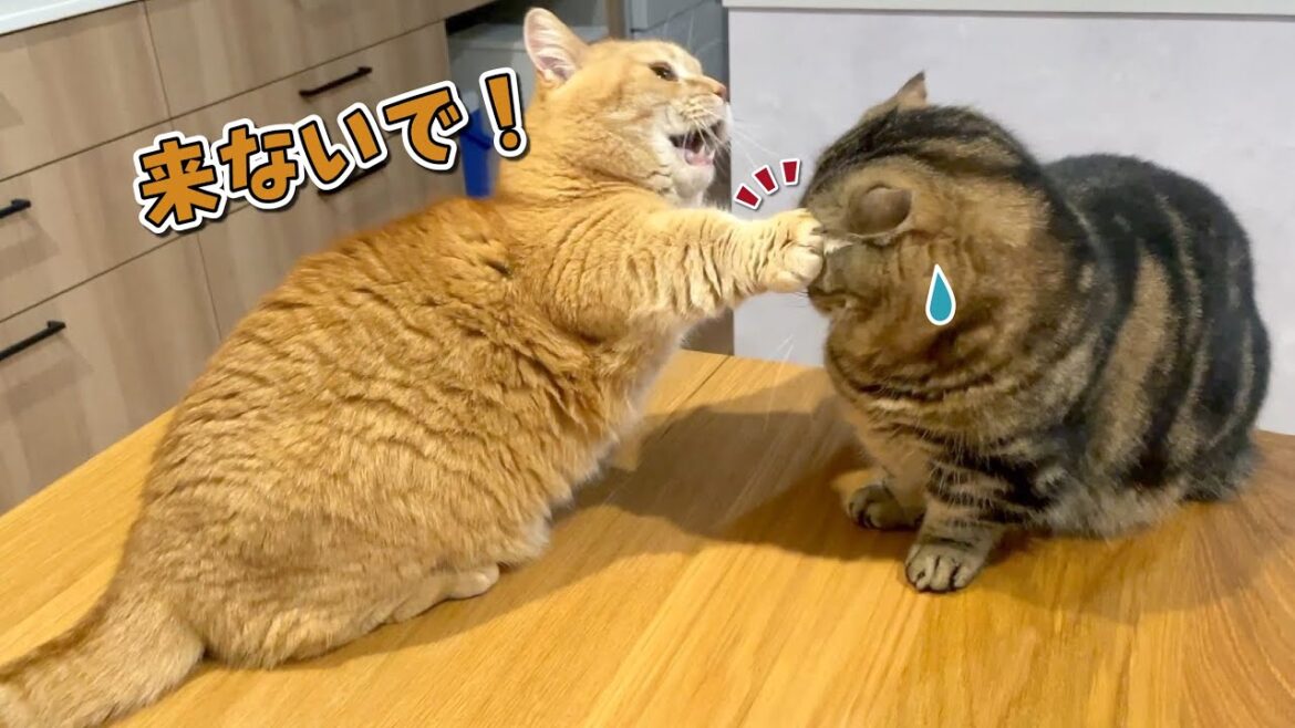 ママの側にいたくて縄張り争いする猫たちが可愛すぎた…! ママの側にいたくて縄張り争いする猫たちが可愛すぎた…!