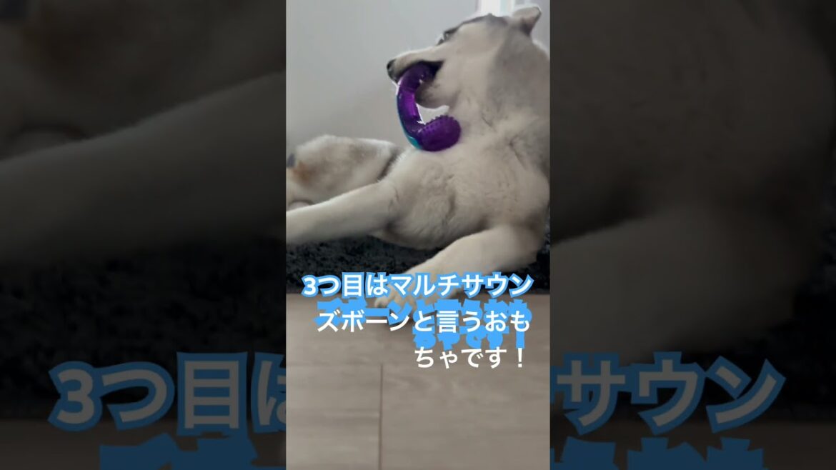 ハスキー『愛犬』のおもちゃ紹介！#シベリアンハスキー #huskylife #husky #siberianhusky #赤ちゃん #犬 #可愛い #dog #おもちゃ #おすすめ #shorts