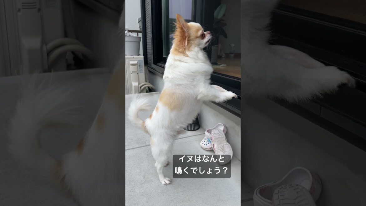 【問題】猫はニャーと鳴きますが犬は何と鳴くでしょうか?#shorts #dogshorts #チワワ #犬 【問題】猫はニャーと鳴きますが犬は何と鳴くでしょうか?#shorts #dogshorts #チワワ #犬
