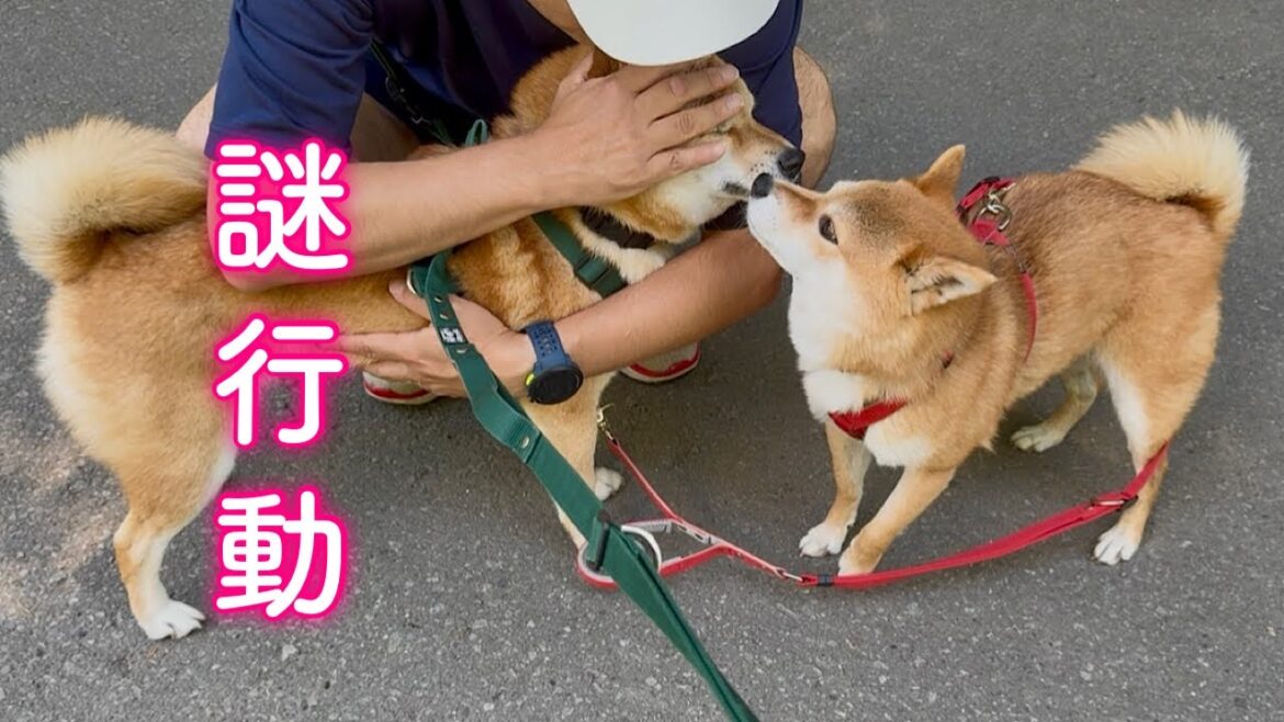 謎な行動を繰り返し家族に心配される柴犬 謎な行動を繰り返し家族に心配される柴犬