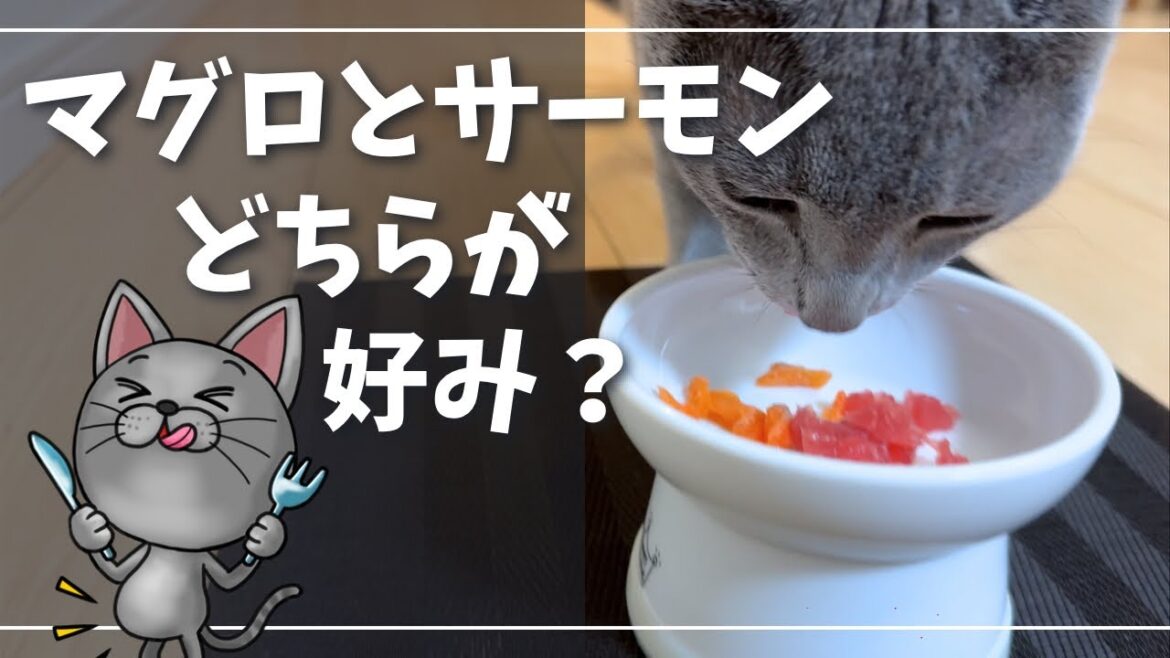 何でも食べる食いしんぼ猫で検証してみた【ロシアンブルー】 何でも食べる食いしんぼ猫で検証してみた【ロシアンブルー】