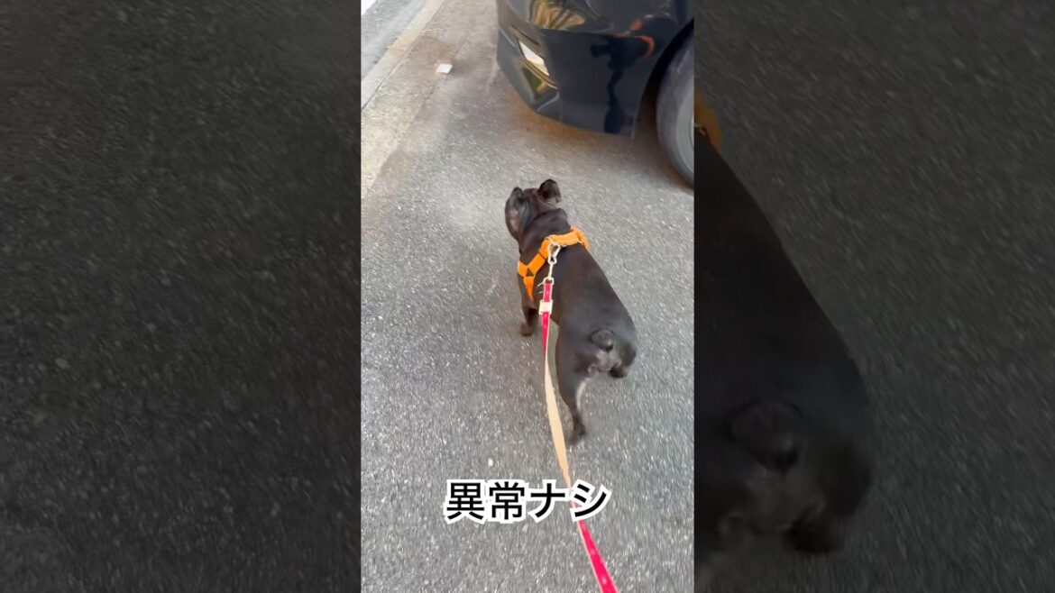 夕方パトロールを遂行するフレンチブルドッグ🐶🫡#frenchie #frenchbulldog #frenchbulldoglife #shorts