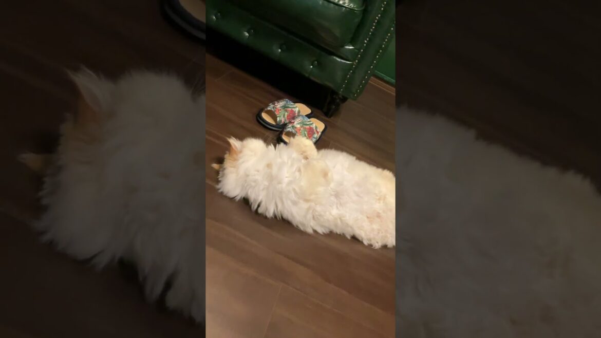 ♥チーノの日常【🐱…ぼくは、リラックス…】ホワイトヒマラヤン14歳（約72歳）　#shorts　#cat　#pets　猫好き　癒し