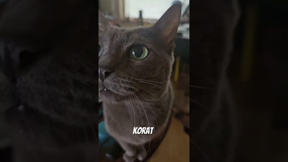 Korat Cat Facts You Didn’t Know❗🐈🐾 #shorts #koratcat #pets #cat