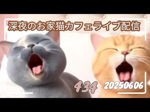 深夜のお家猫カフェライブ配信 434 深夜のお家猫カフェライブ配信 434