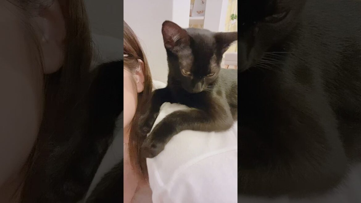 おんぶが大好きな子猫　#黒猫 #ボンベイ #cat #好きな子猫 #猫のいる暮らし #ねこ #bombay #猫