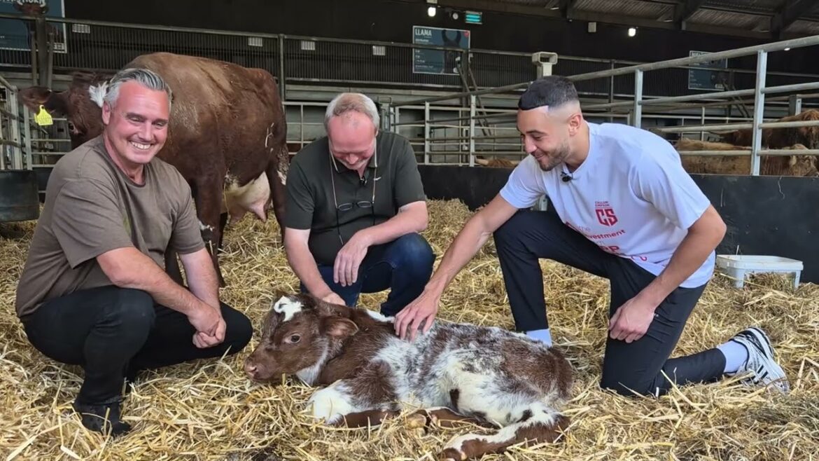 ボクサーのカラムがノックアウトで驚愕
