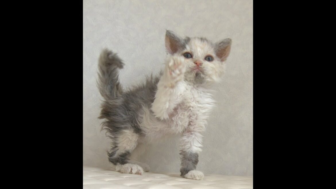 セルカークレックス子猫 Selkirk Rex 2025.4.12産まれ ダイリュートキャリコ 巻き毛 女の子 シーダキャット猫のお店 セルカークレックス子猫 Selkirk Rex 2025.4.12産まれ ダイリュートキャリコ 巻き毛 女の子 シーダキャット猫のお店