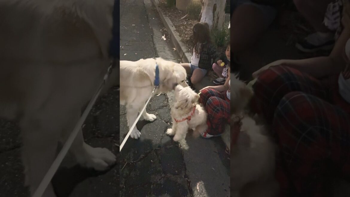 犬より人間の方に興味がある😂#ゴースト #ゴールデンレトリバー
