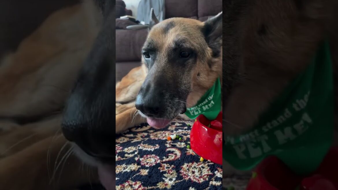 #germanshepherd #gsds #gsdstagram #germanshepherddog #germanshepherdsofig #gsd #dog