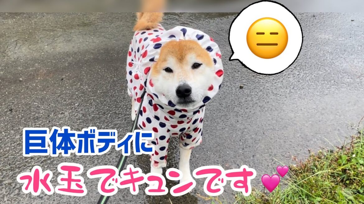 柴犬巨体ボディに水玉カッパ散歩がいろいろ大変でしたが面白すぎて笑ってしまった
