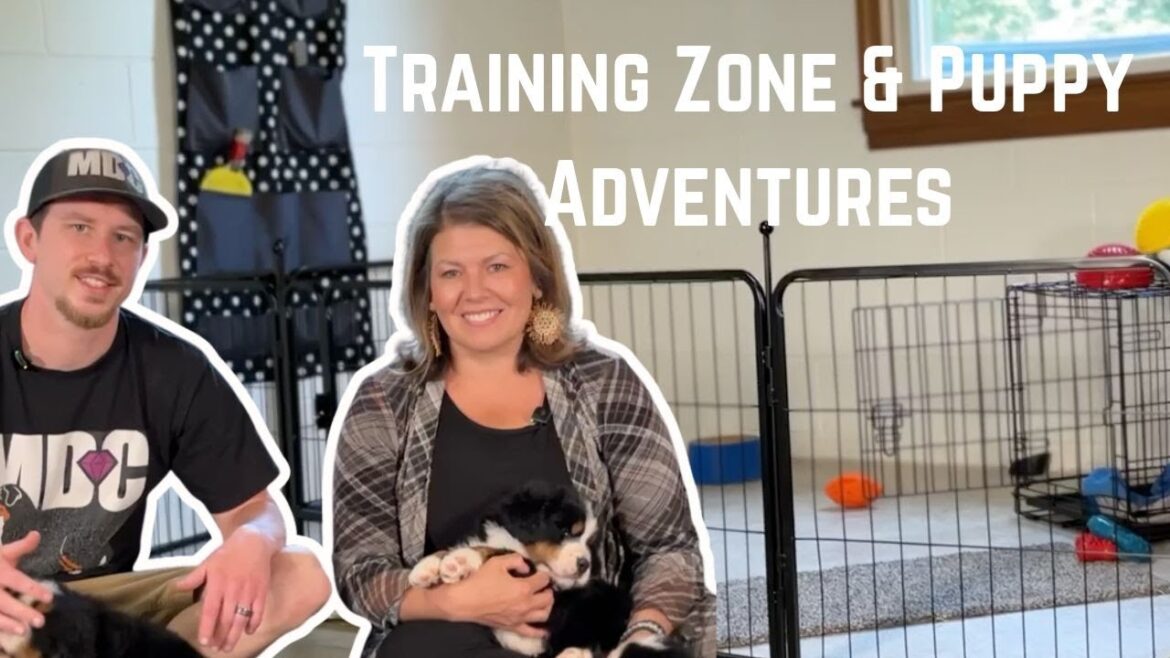 Trisha's Bernese Mountain Dog Puppies | Training Zone & Adventures | Puppy Name Day!