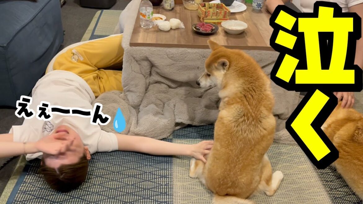 パパに叱られ大泣きする娘に冷たくあしらう柴犬がこちらです