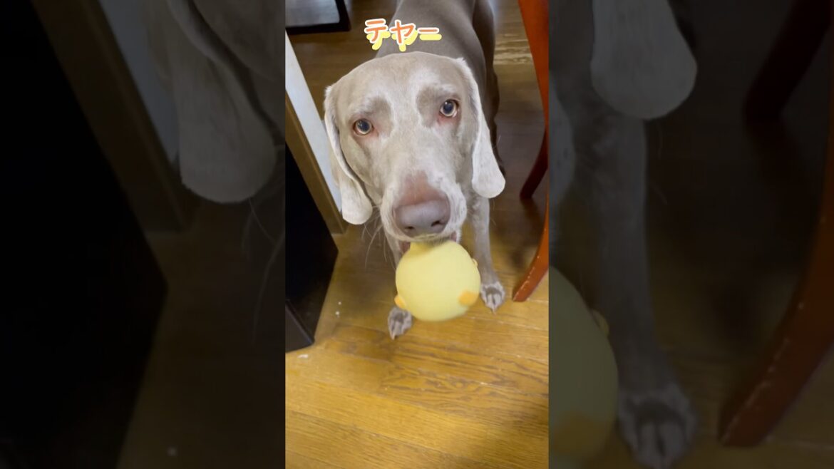 ボールを投げるワイマラナー