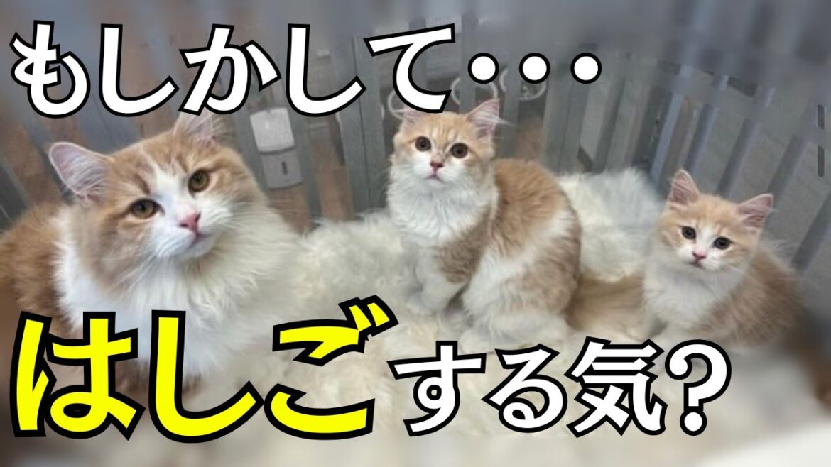 猫を迎える時に絶対しないでほしいこと