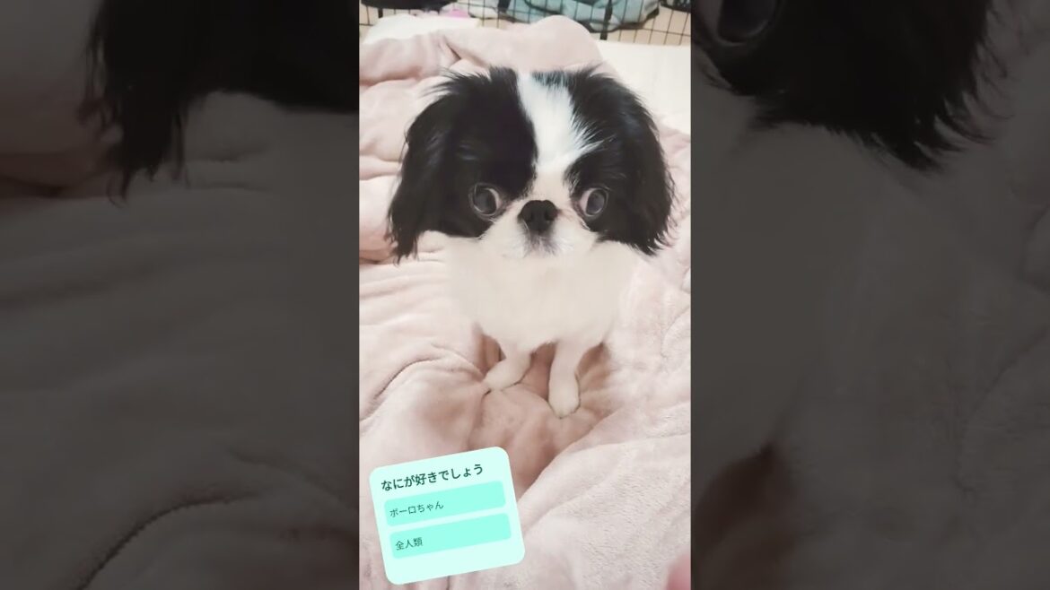 何が好き〜? #shorts #狆 #dog #ペット #犬のいる暮らし
