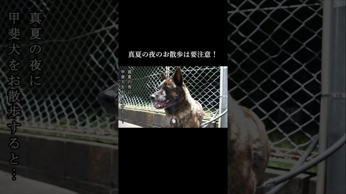 猛暑日の夜に甲斐犬を散歩するとやばい! #甲斐犬 #youtubeshorts #犬のいる生活 猛暑日の夜に甲斐犬を散歩するとやばい! #甲斐犬 #youtubeshorts #犬のいる生活