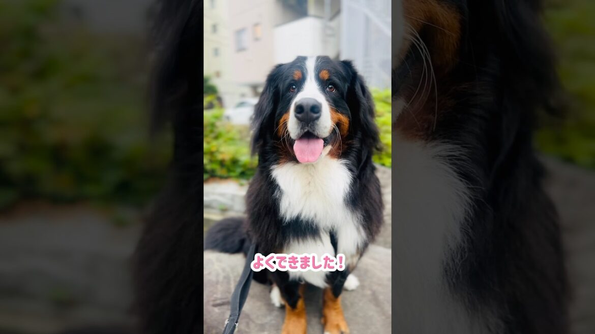 バーニーズ！今日も元気にお散歩中🐾