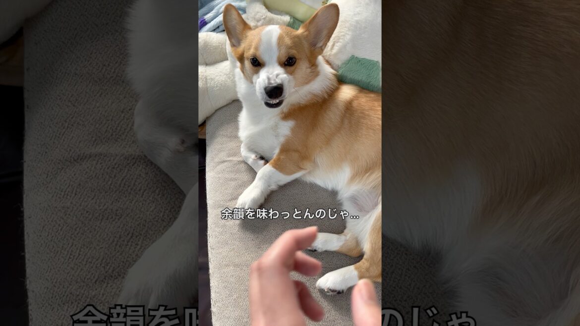 爽やかな朝、ブチ切れコーギーがどうでもよくなるまで　A refreshing morning, a scene of my angry Corgi calming down