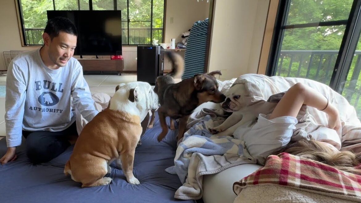 ２ヶ月前まで隅っこで固まってた保護犬…今は朝起きた瞬間「おはよう！」と駆け寄ってくれるまで成長しました！