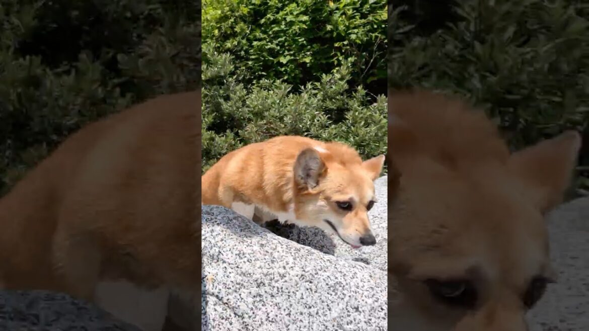 這い上がってきたコーギー / A corgi that crawled up #コーギー #サクラ #corgi